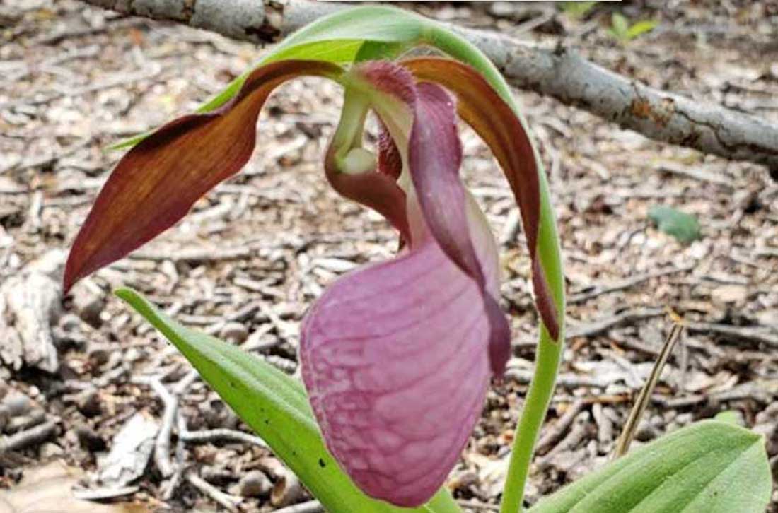 Is Your Plant Dead or Just Dormant? Medill Reports Chicago